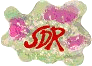 logo S.D.R.